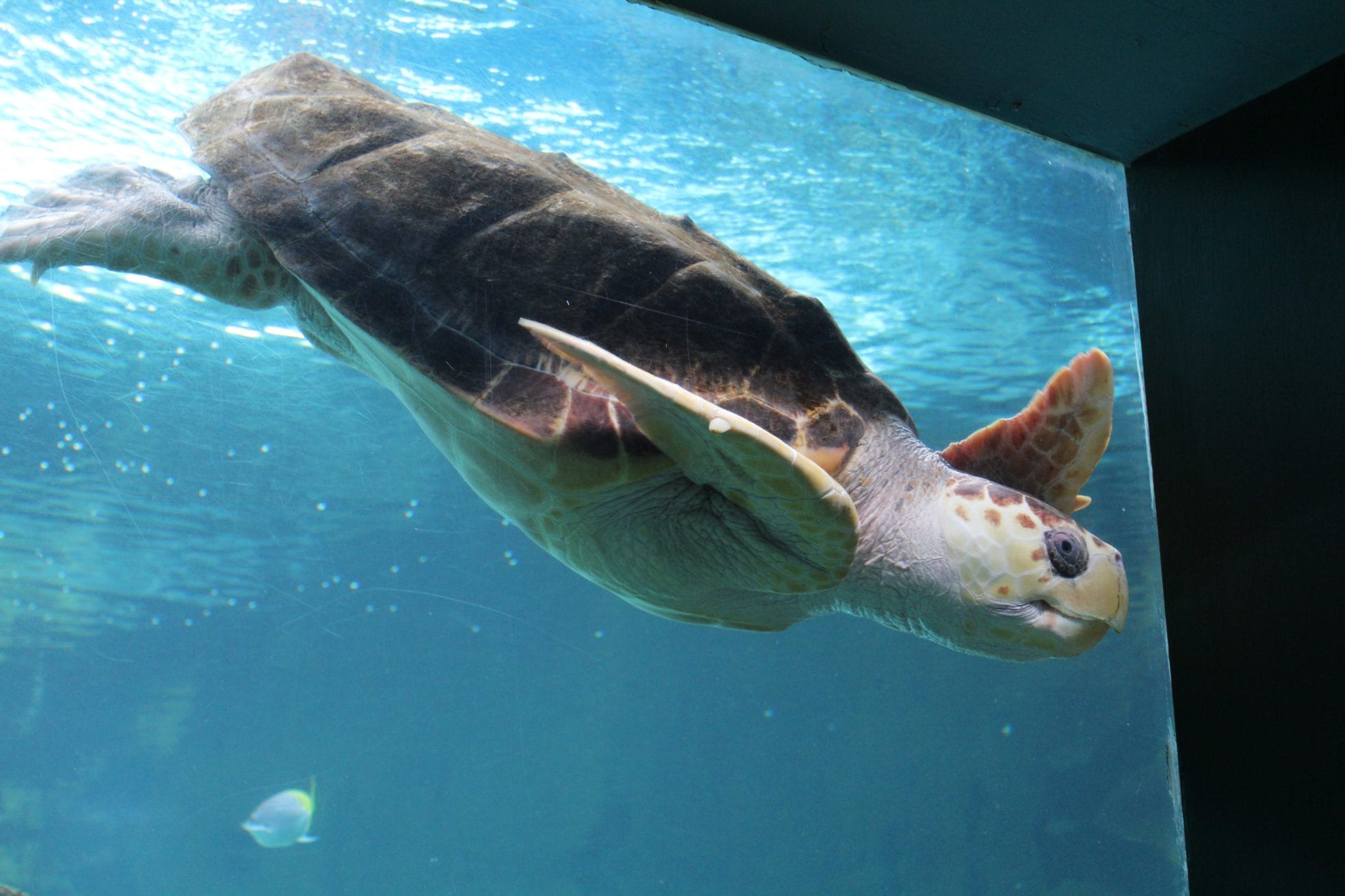 Oceanarium