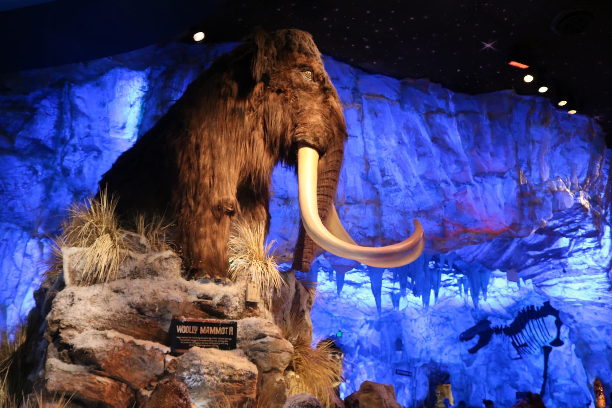 T-Rex Cafe Disney Springs The very impressive Woolly Mammoth