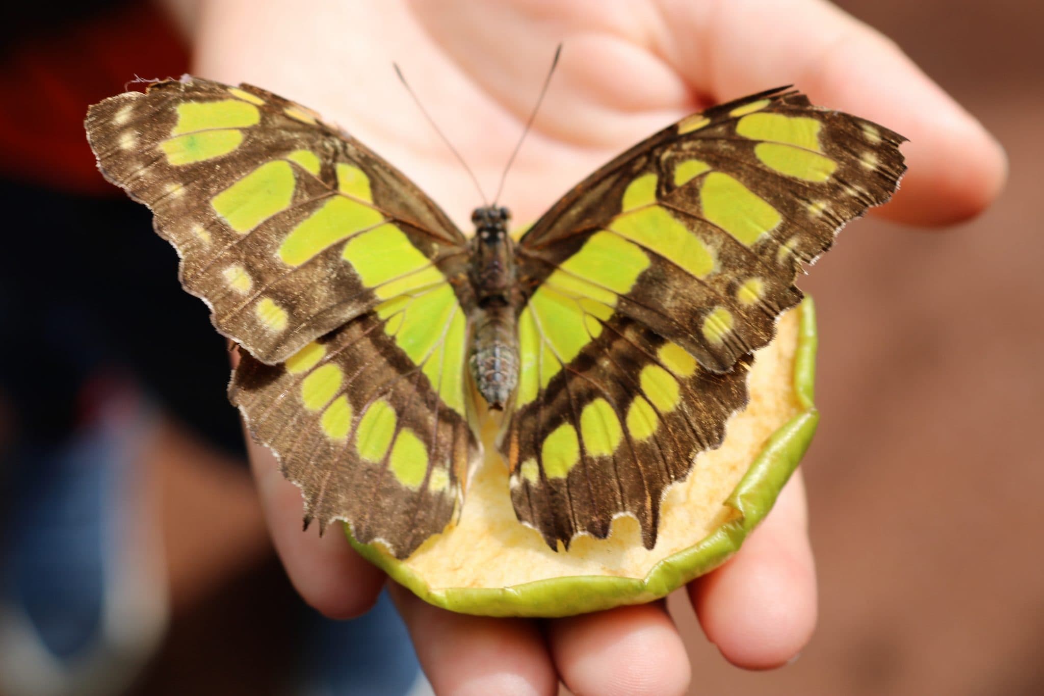 Stratford Butterfly Farm