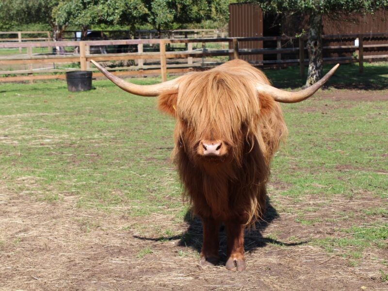 Tattershall Farm Park