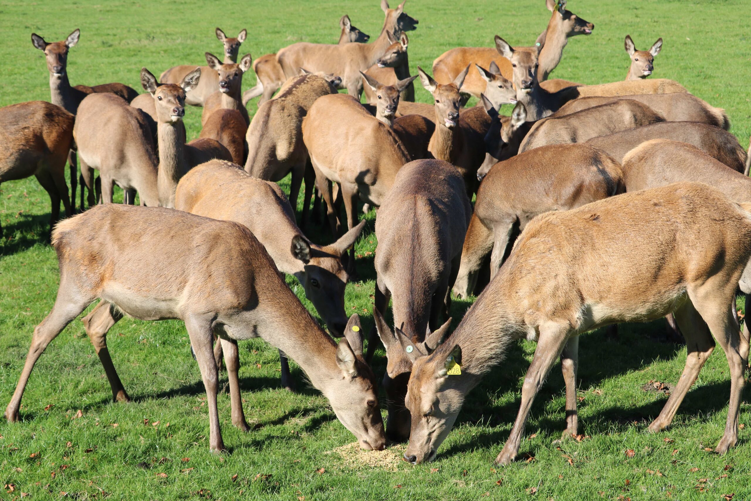 Deer Rut Safari & Pumpkin Trail at Stourton Estates