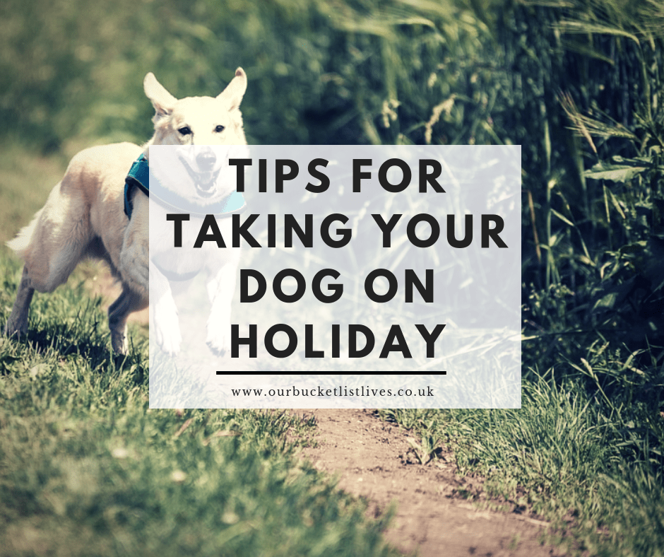 Tips for Taking Your Dog on Holiday