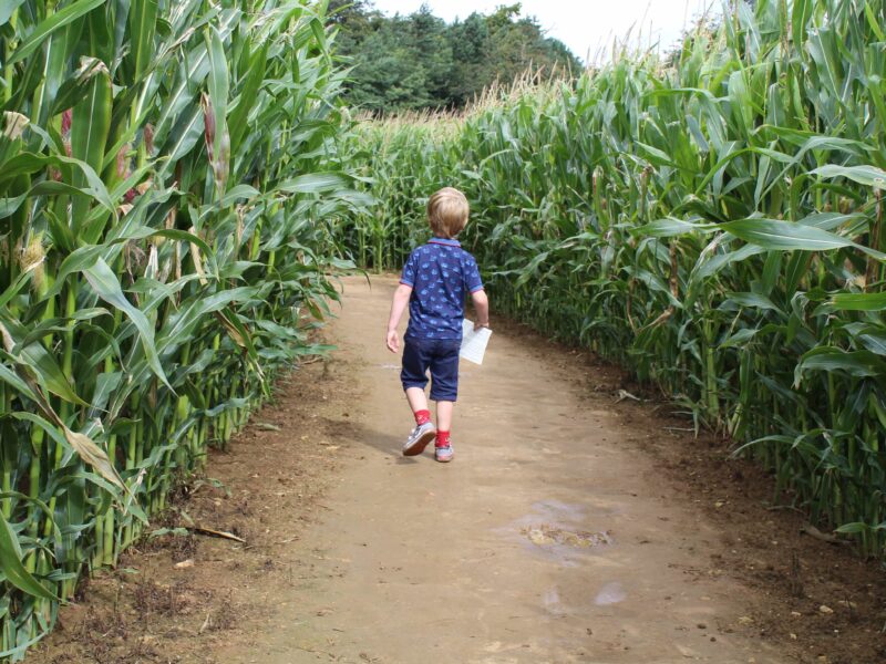 Uncle Henry's Maize Maze