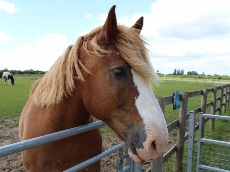 Bransby Horses, near Lincoln