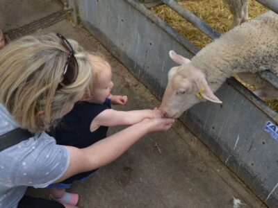 Mead Open Farm