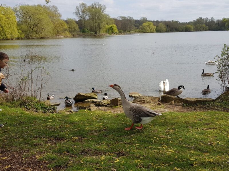Ferry Meadows Country Park
