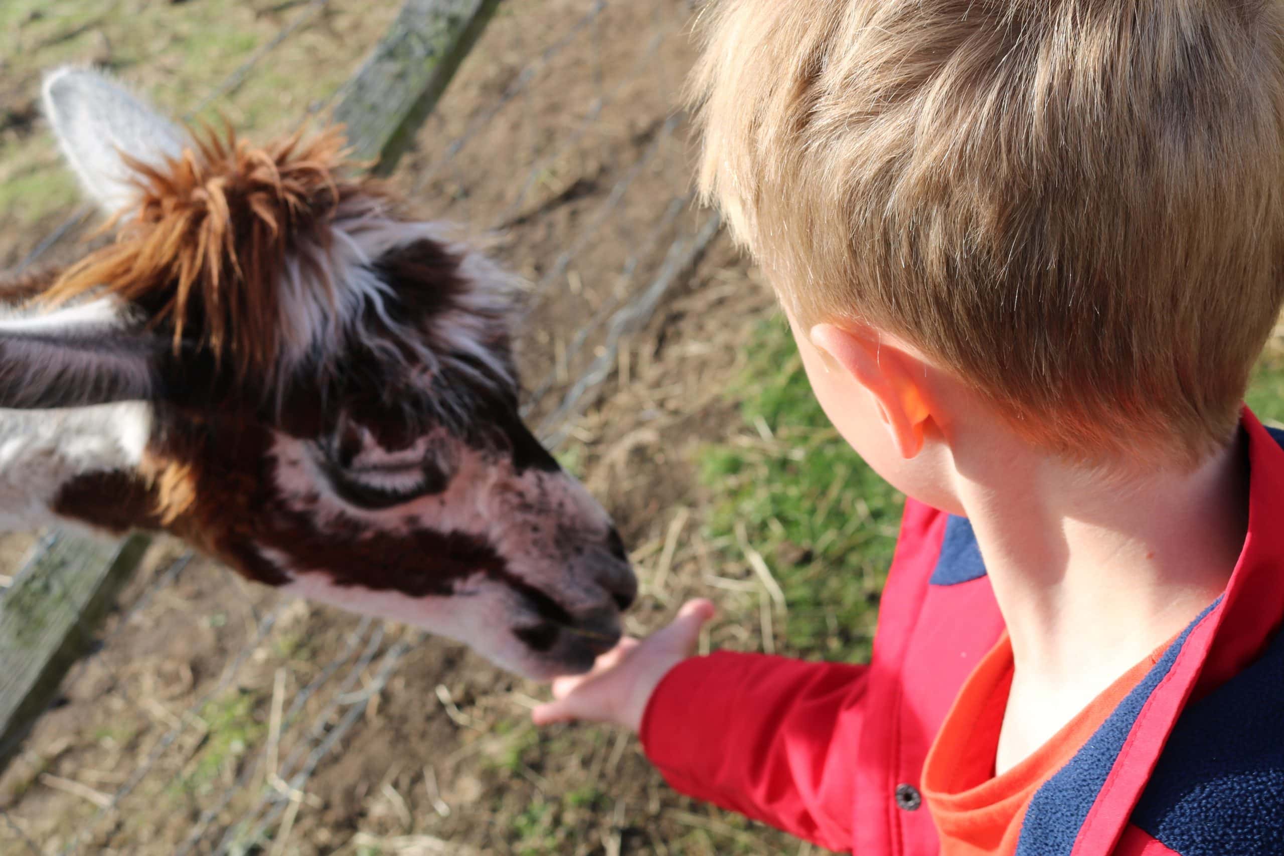 Bridlington Animal Park
