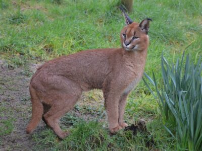 Exmoor Zoo