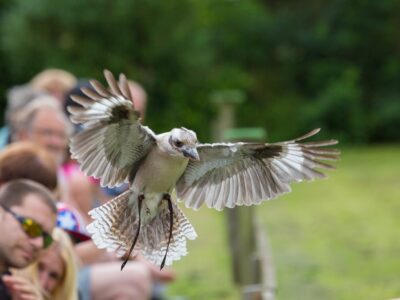 Baytree Owl and Wildlife Centre