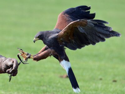 Herrings Green Activity Farm and Bird of Prey Centre