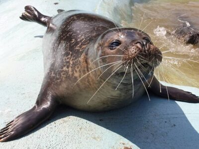 The Seal Sanctuary Wildlife Centre
