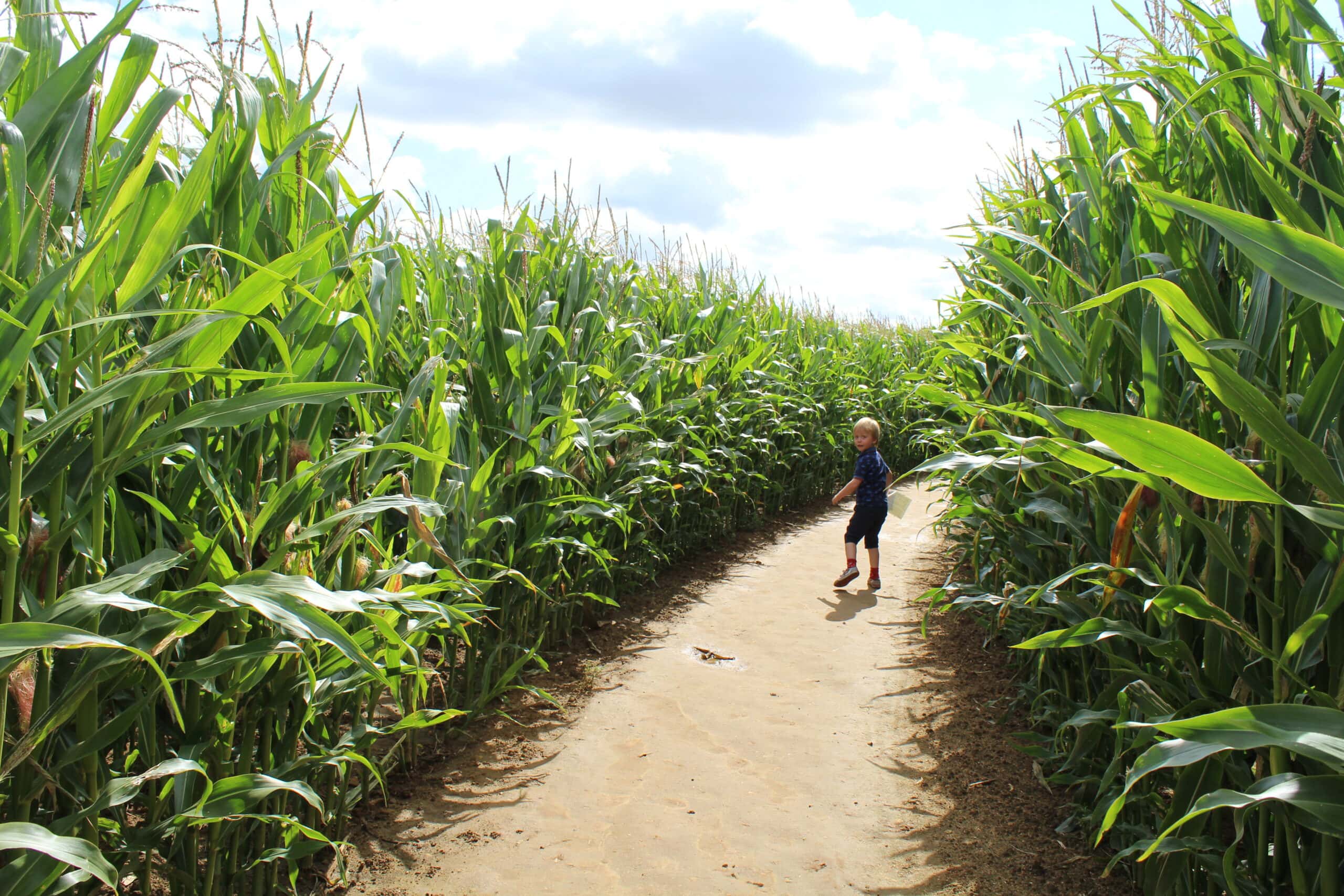 Thornton Abbey Maize Maze