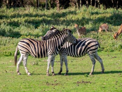 Newquay Zoo