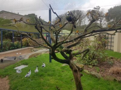 Paradise Park and JungleBarn Cornwall