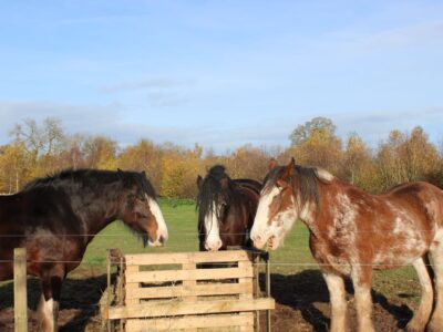 Cotebrook Shire Horse Centre