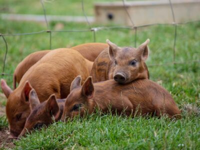 Cotswold Farm Park