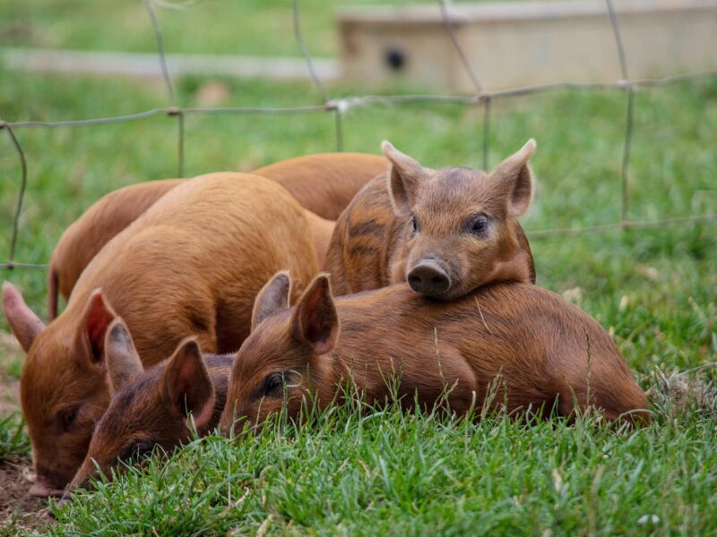 Cotswold Farm Park