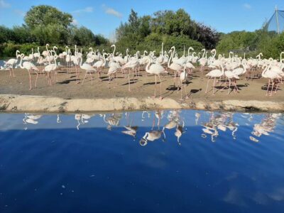 WWT Slimbridge