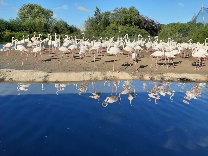 WWT Slimbridge
