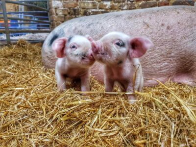 Church Farm Rare Breeds Centre Stow Bardolph