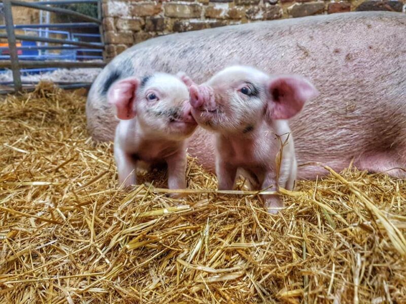 Church Farm Rare Breeds Centre Stow Bardolph