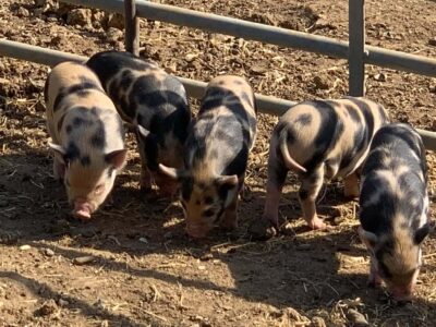 Rookery Open Farm
