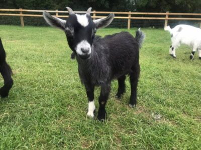 Roves Farm