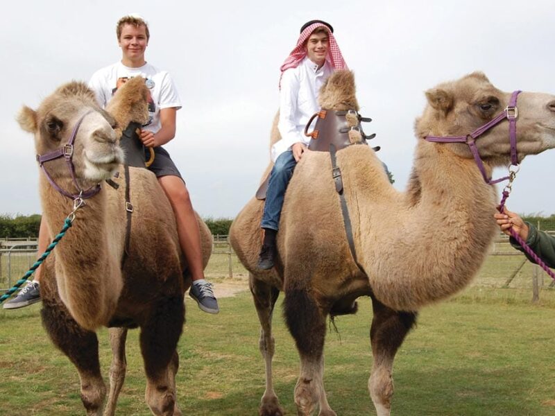 Camel Park Oasis