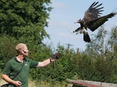 Suffolk Owl Sanctuary