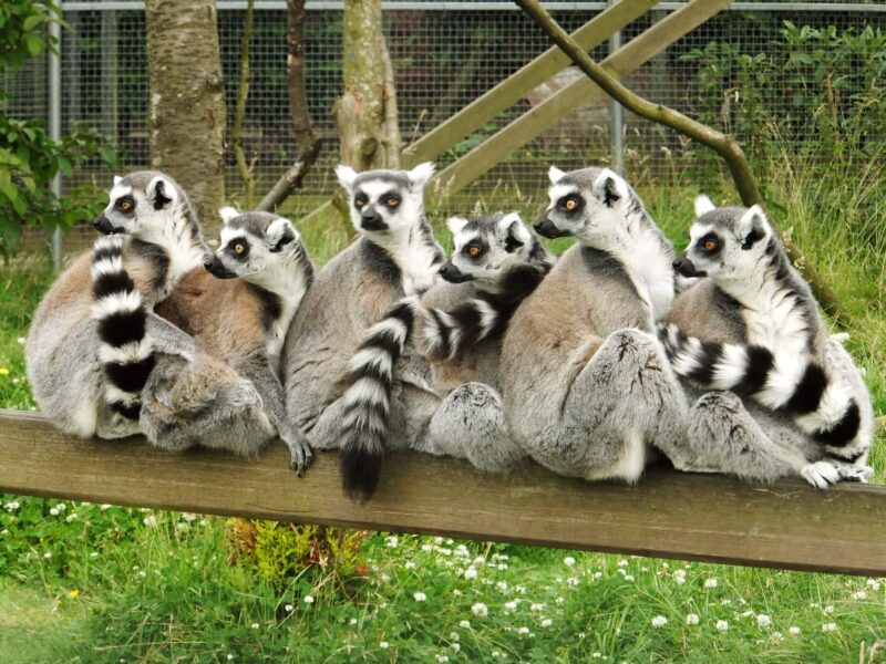 Five Sisters Zoo