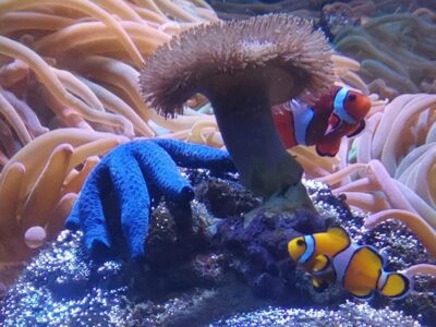 Blue Reef Aquarium Portsmouth