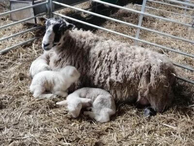 Lanes Garden Centre and Open Farm