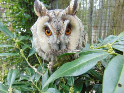 Kirkleatham Owl Centre