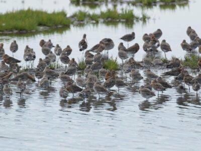 WWT Llanelli Wetland Centre