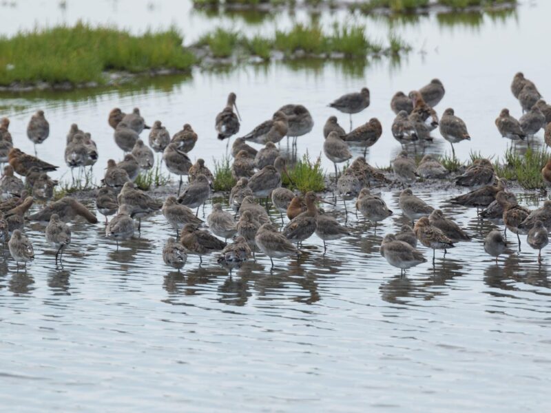WWT Llanelli Wetland Centre