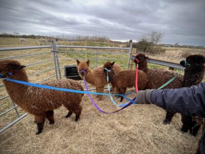 Frankly Alpacas