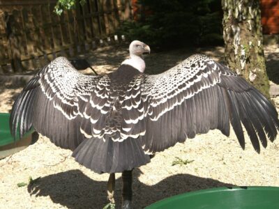 The Falconry Centre Hagley