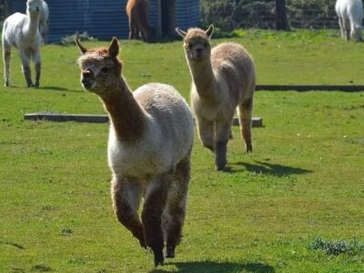 Lucky Tails Alpaca Farm