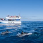 Best Dolphin Watching Boat Tour in Gran Canaria