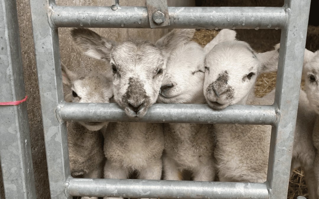 Best Lamb Feeding Experiences in Yorkshire 2023