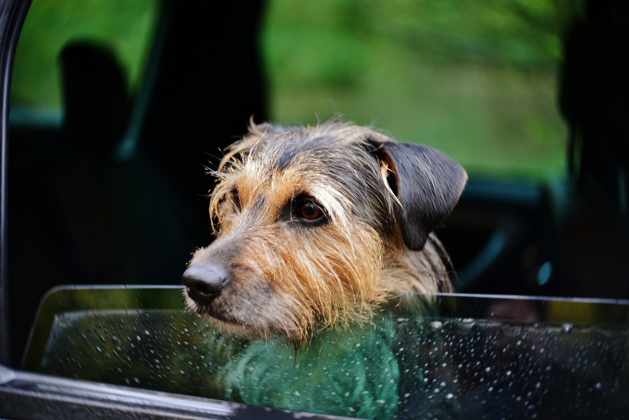 36 Best Dog-Friendly Days Out in Yorkshire