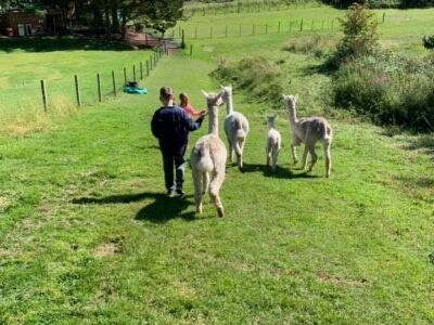 David's Hill Alpacas