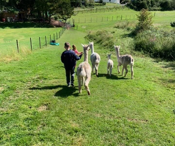 David's Hill Alpacas