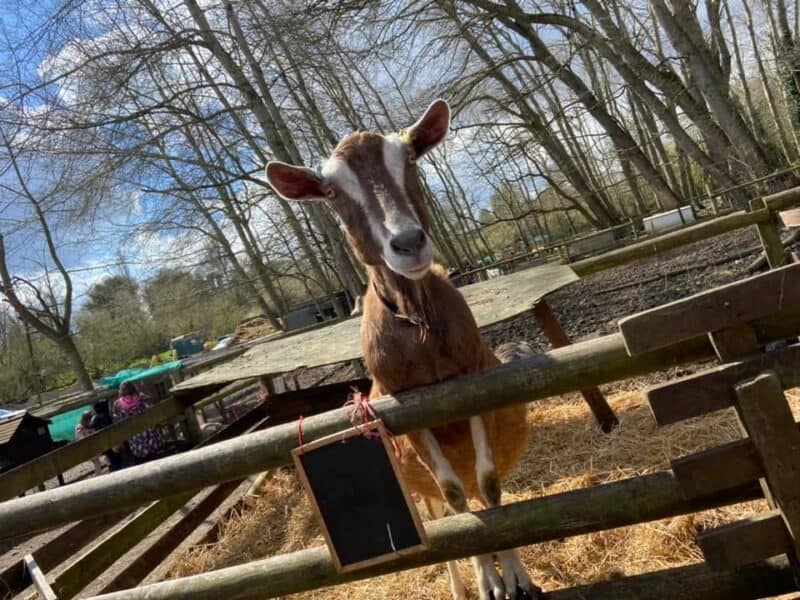 Daisy Mays Farm