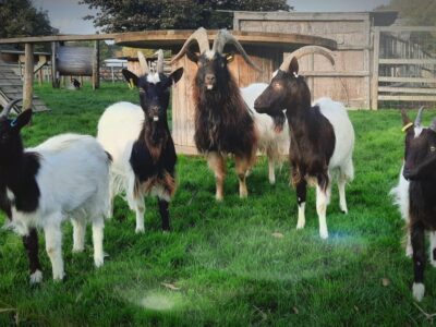South of England Rare Breeds Centre