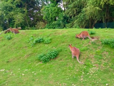 Shepreth Wildlife Park
