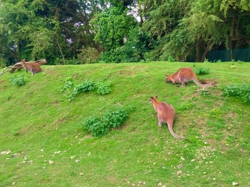 Shepreth Wildlife Park