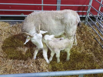 Barleylands Farm Park