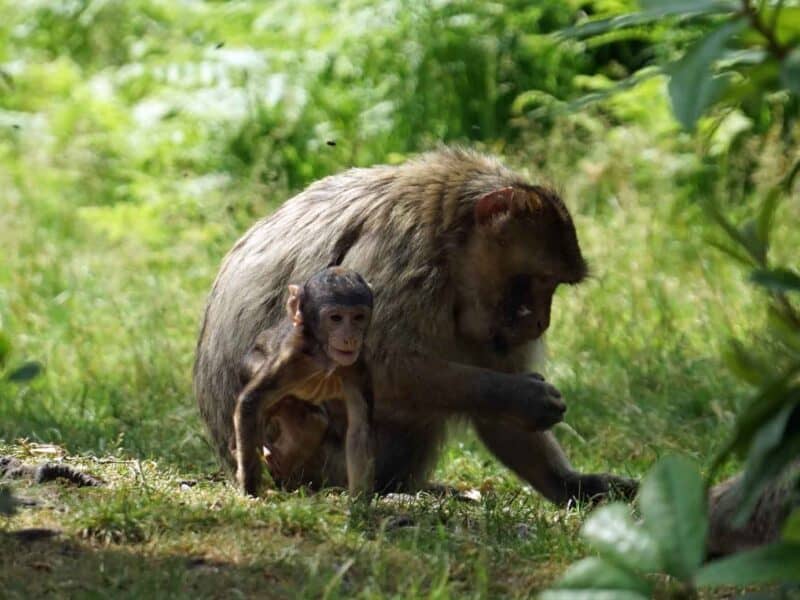Trentham Monkey Forest