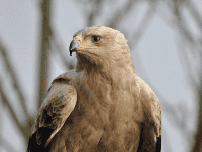 Eagle Heights Wildlife Foundation